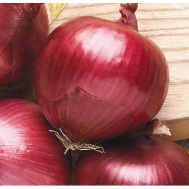 Лук Саутпорт Ред Глоуб / Southport Red Globe sel. Padana /